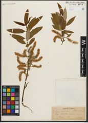 Foto von Salix triandra L.